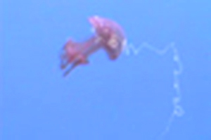 Jellyfish Tracing